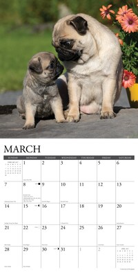 2027 Willow Creek Multi 12" x 12" Monthly Wall Calendar, Assorted Colors (61947)