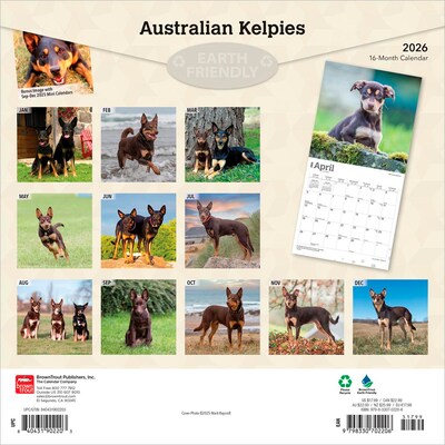 2026 BrownTrout Australian Kelpies 12 x 12 Monthly Wall Calendar (9798330702206)