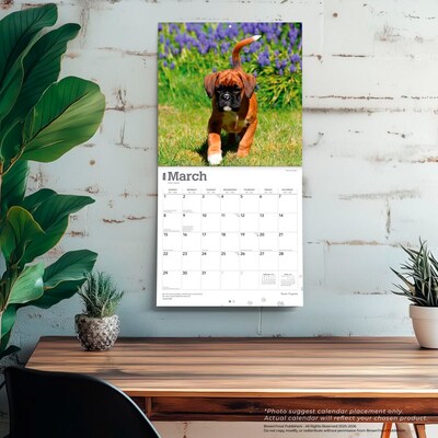 2026 BrownTrout Boxer Puppies 12" x 12" Monthly Wall Calendar (9798330702626)