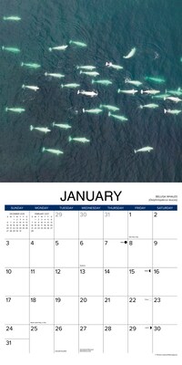 2027 Willow Creek Whales 12" x 12" Monthly Wall Calendar, Assorted Colors (62876)