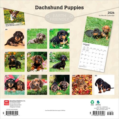 2026 BrownTrout Dachshund Puppies 12 x 12 Monthly Wall Calendar (9798330703098)