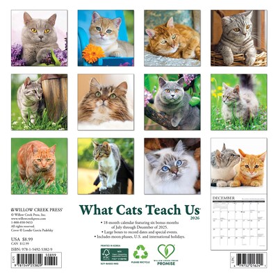 2026 Willow Creek What Cats Teach Us 7 x 7 Monthly Wall Calendar (53829X)