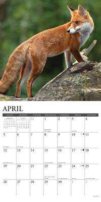 2026 Willow Creek Foxes 12" x 12" Monthly Wall Calendar (51146)