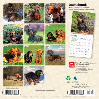 2027 BrownTrout Dachshunds 7 x 7 Monthly Wall Calendar, Assorted Colors (9798330709984)