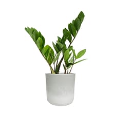 Desk Plants ZZ Plant in a Grey Large Mason pot (ZZLMG)