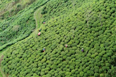 Numi Rooibos Chai Tea Bags, 18/Box (10200)