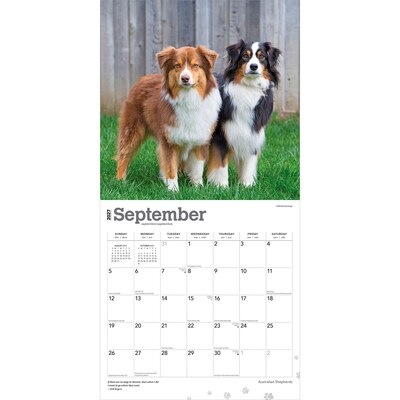 2027 BrownTrout Australian Shepherds 12" x 12" Monthly Wall Calendar (9798330712205)