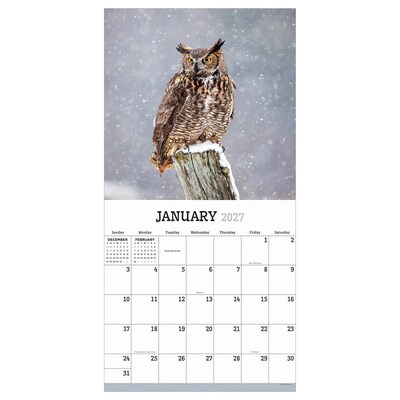 2027 TF Publishing Owls 11 x 12 Monthly Wall Calendar, Multicolored (27-1044)