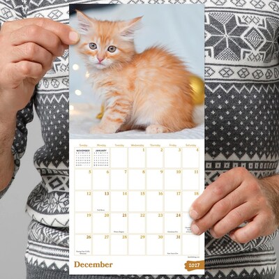 2027 TF Publishing Kittens 7" x 7" Monthly Wall Calendar, Multicolored (27-2002)