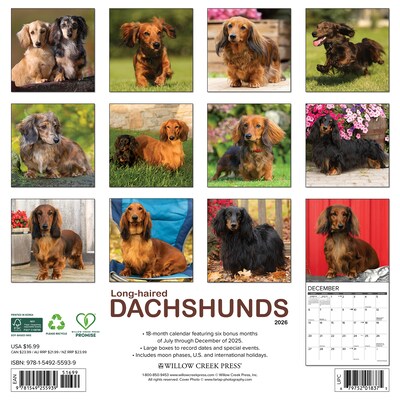2026 Willow Creek Longhaired Dachshunds 12 x 12 Monthly Wall Calendar (55939)