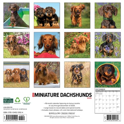 2026 Willow Creek Miniature Dachshunds 12 x 12 Monthly Wall Calendar (51924)