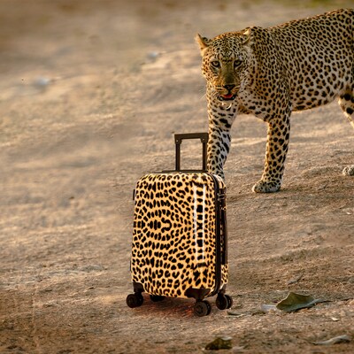 InUSA Prints 22.88" Hardside Suitcase, 4-Wheeled Spinner, TSA Checkpoint Friendly, Cheetah Animal Print (IUAPC00S-CHE)