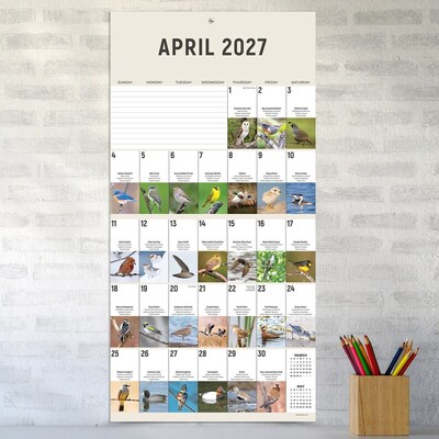 2027 TF Publishing Birds: Backyard and Beyond 12" x 12" Monthly Wall Calendar, Multicolored (27-1121)