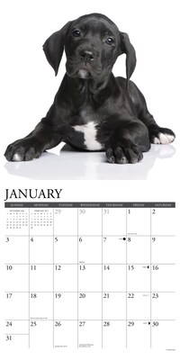 2027 Willow Creek Great Dane Puppies  12" x 12" Monthly Wall Calendar (60520)