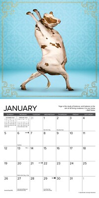 2025 Willow Creek Cow Yoga 7" x 7" Monthly Wall Calendar (45725)