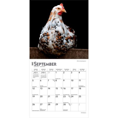 2027 BrownTrout Chickens 7" x 7" Monthly Wall Calendar, Assorted Colors (9798330709786)
