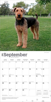 2026 BrownTrout Airedale Terriers 12" x 12" Monthly Wall Calendar (9798330702015)
