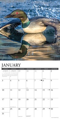 2027 Willow Creek Loons 12" x 12" Monthly Wall Calendar, Assorted Colors (61107)