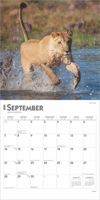 2025 BrownTrout Lions 12" x 12" Monthly Wall Calendar (9781975476458)