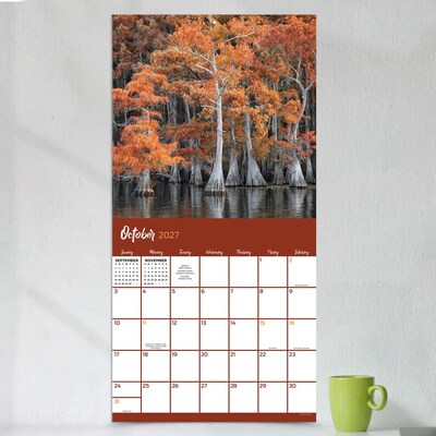 2027 TF Publishing Trees 10" x 12" Monthly Wall Calendar, Multicolored (27-1029)