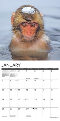 2025 Willow Creek Monkey Business 12" x 12" Monthly Wall Calendar (44001)
