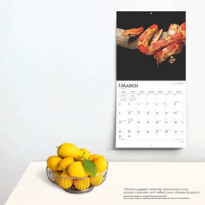2025 BrownTrout Snakes 12" x 12" Monthly Square Wall Calendar (9781975476366)