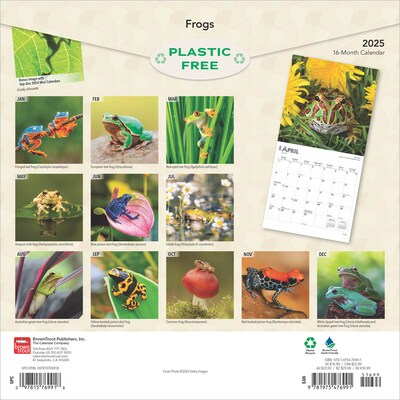 2025 BrownTrout Frogs 12 x 24 Monthly Square Wall Calendar (9781975476991)