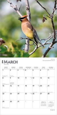 2026 BrownTrout Songbirds 12" x 12" Monthly Wall Calendar (9798330705634)