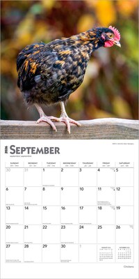2026 BrownTrout Chickens 12" x 12" Monthly Wall Calendar (9798330702909)