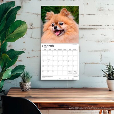 2026 BrownTrout Pomeranians 12" x 12" Monthly Wall Calendar (9798330705153)
