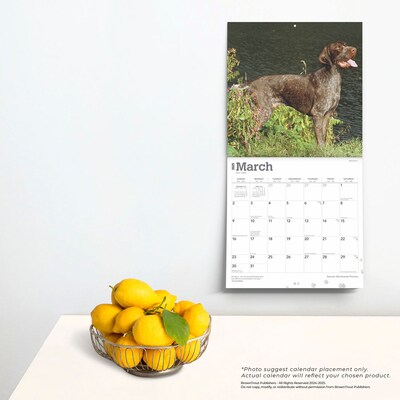 2025 BrownTrout German Shorthaired Pointers 12" x 12" Monthly Square Wall Calendar (9781975477028)