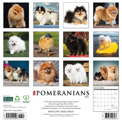 2025 Willow Creek Just Pomeranians 12 x 12 Monthly Wall Calendar (44506)