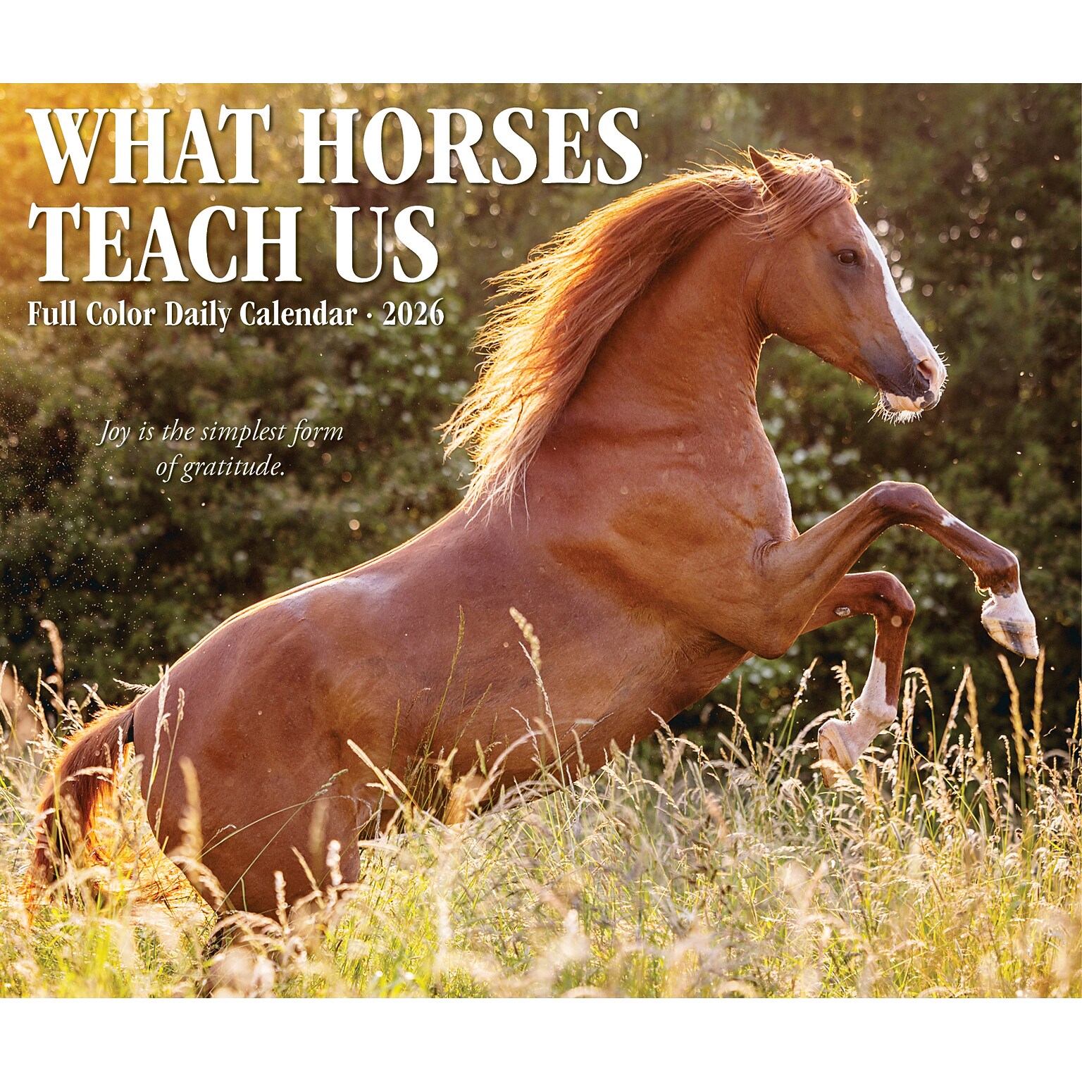 2026 Willow Creek What Horses Teach Us 6.2 x 5.4 Day-to-Day Calendar (54529)