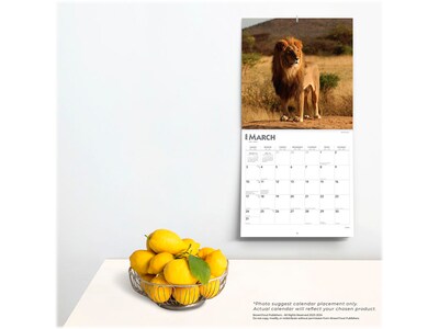 2024 BrownTrout Lions 12" x 12" Monthly Wall Calendar (9781975470791)