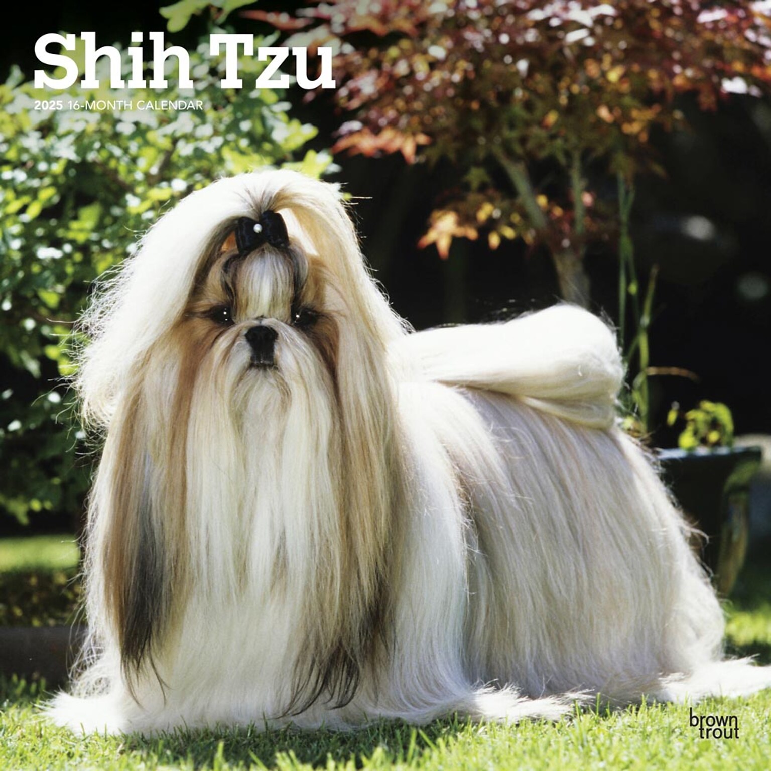 2025 BrownTrout Shih Tzu 12 x 12 Monthly  Wall Calendar (9781975477745)