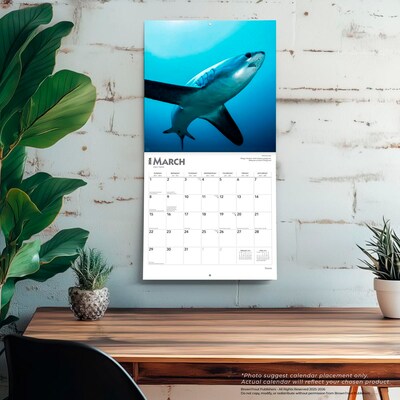 2026 BrownTrout Sharks 12" x 12" Monthly Wall Calendar (9798330705504)