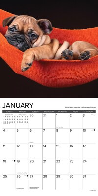 2026 Willow Creek What Puppies Teach Us 12" x 12" Monthly Wall Calendar (53225)
