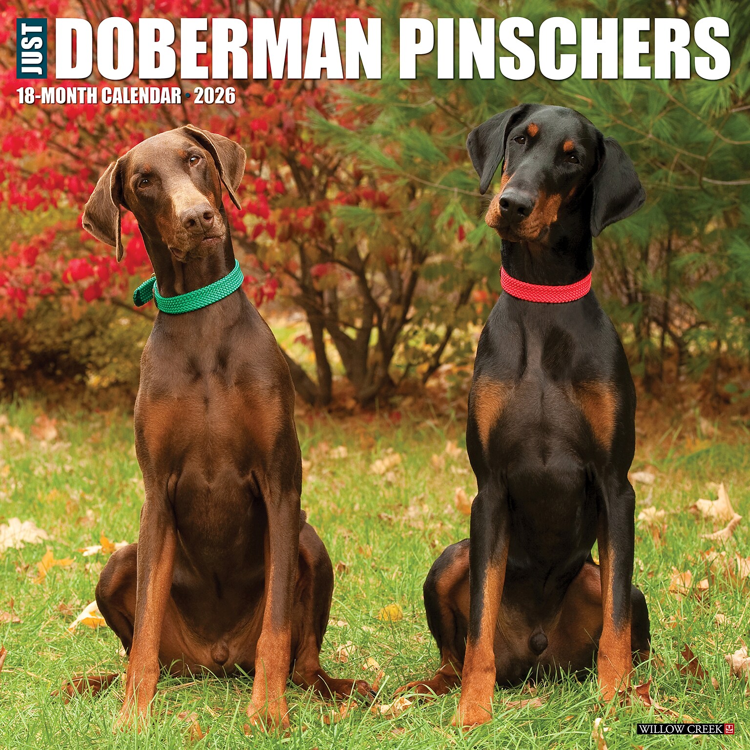 2026 Willow Creek Doberman Pinschers 12 x 12 Monthly Wall Calendar (55397)