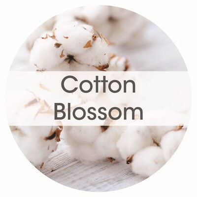 Fresh Products Ourfresh Air Freshener Solid Dispenser Refill with Battery, Cotton Blossom Scent, 8/Pack (OFB-F-008I048M-06)