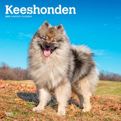 2025 BrownTrout Keeshonden 12 x 12 Monthly Wall Calendar (9781975477264)