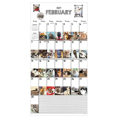 2027 TF Publishing Cat-A-Day 12" x 12" Monthly Wall Calendar (27-1002)