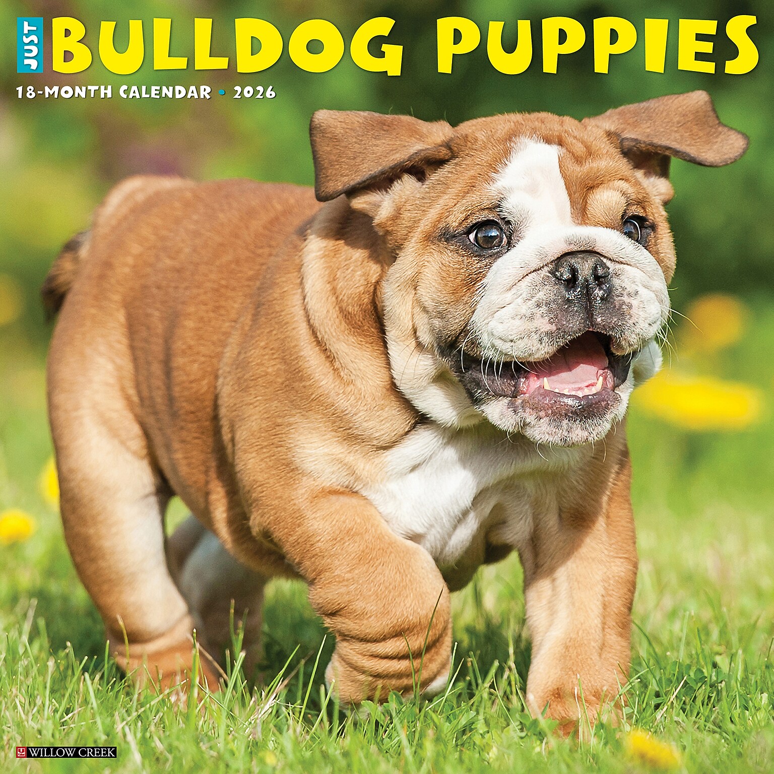 2026 Willow Creek Bulldog Puppies 12 x 12 Monthly Wall Calendar (50422)