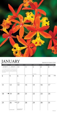 2026 Willow Creek Orchids 12" x 12" Monthly Wall Calendar (56035)