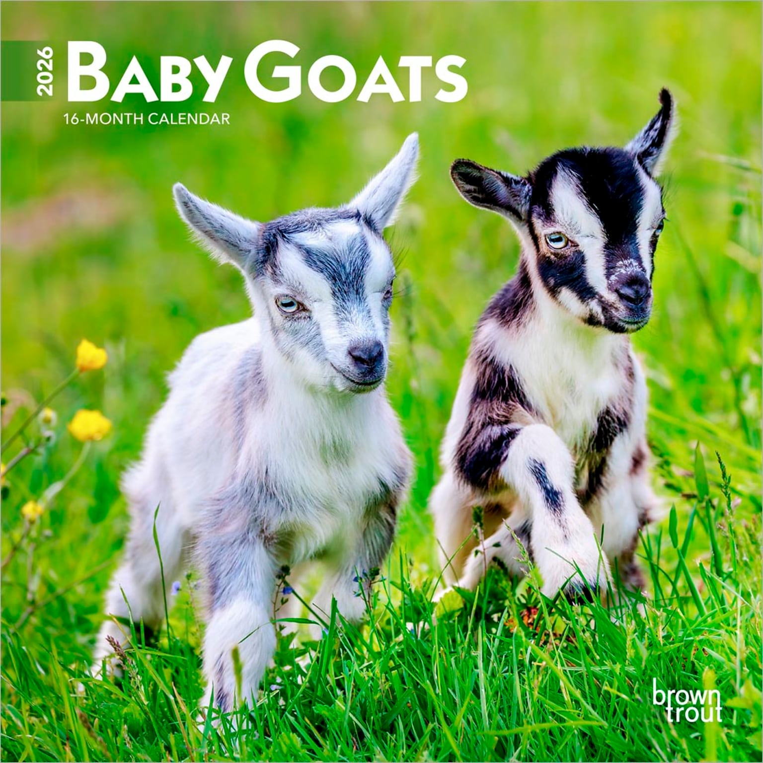 2026 BrownTrout Baby Goats 7 x 7 Monthly Wall Calendar (9798330702251)