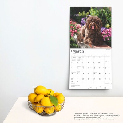 2025 BrownTrout Labradoodles 12" x 24" Monthly Square Wall Calendar, (9781975477295)