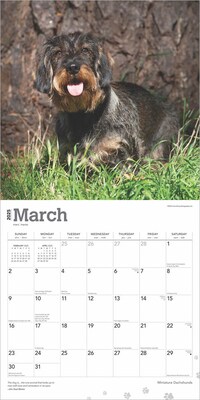2025 BrownTrout Miniature Dachshunds 12" x 24" Monthly Square Wall Calendar, (9781975476922)