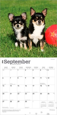2026 BrownTrout Chihuahuas 12" x 12" Monthly Wall Calendar (9798330702947)