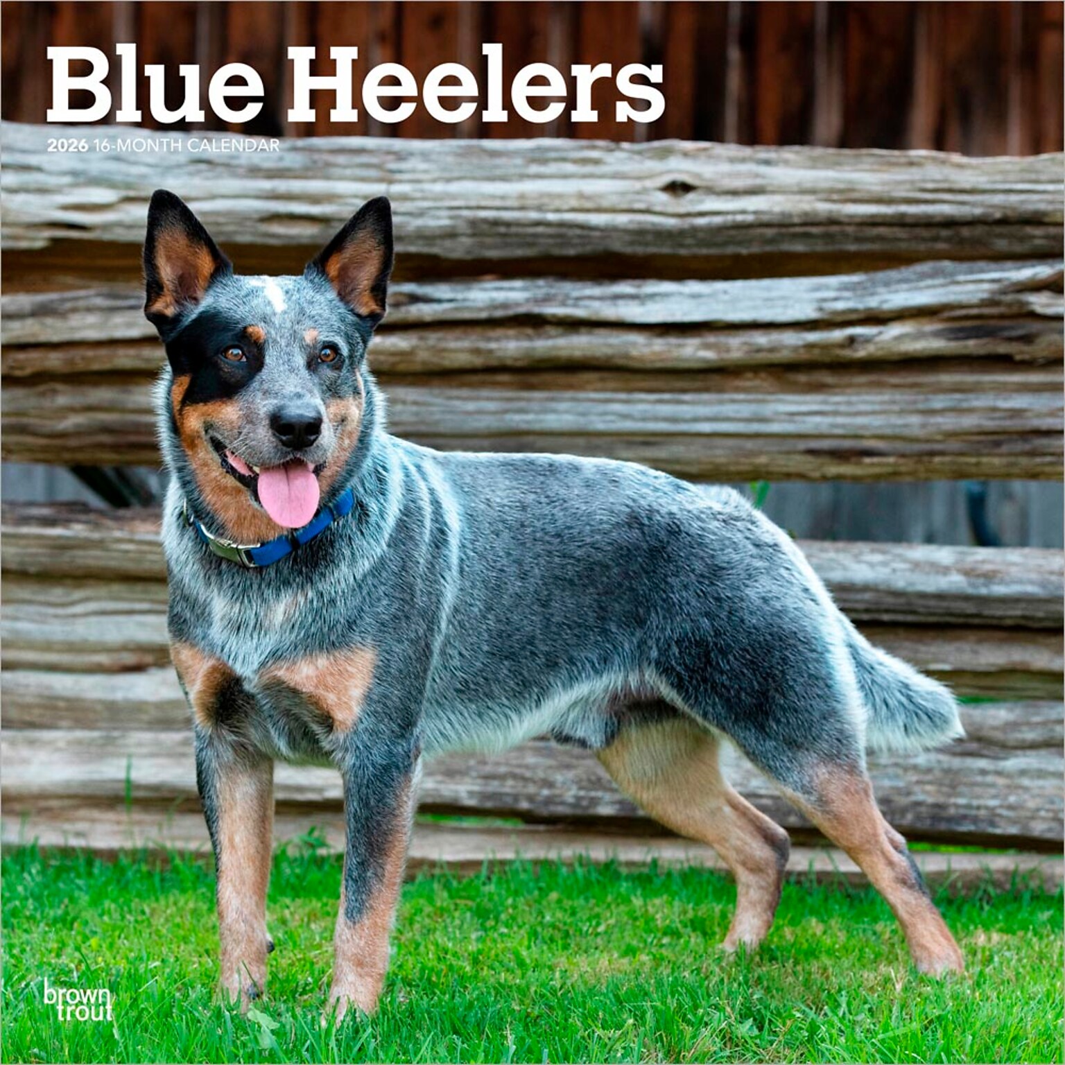 2026 BrownTrout Blue Heelers 12 x 12 Monthly Wall Calendar (9798330702527)