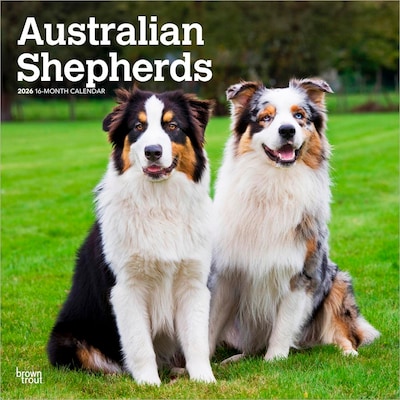 2026 BrownTrout Australian Shepherds 12 x 12 Monthly Wall Calendar (9798330702220)