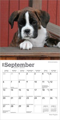 2026 BrownTrout Boxer Puppies 7" x 7" Monthly Wall Calendar (9798330702619)